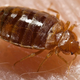 The common bed bug (Cimex lectularius). Image: Piotr Naskrecki/CDC